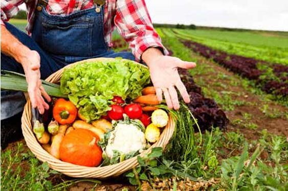 如何让农产品成为赚钱的行业？